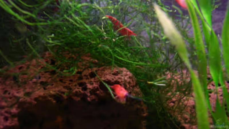 Red Fire von Sabrina Schäfer (15)