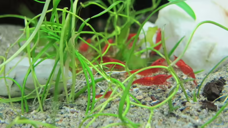 Red Fire von Sarah (15)