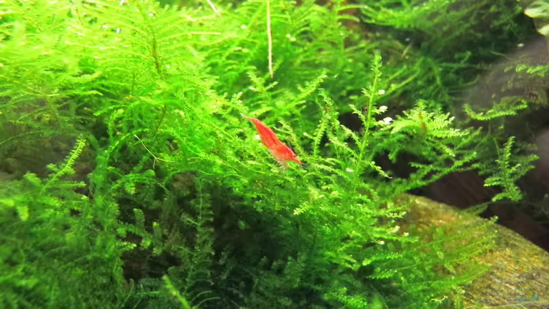 Red Fire von Sarah (26)