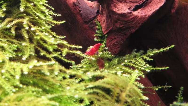 Red Fire von Sarah (37)