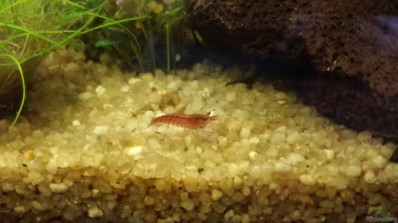 Red Fire von Seba (6)