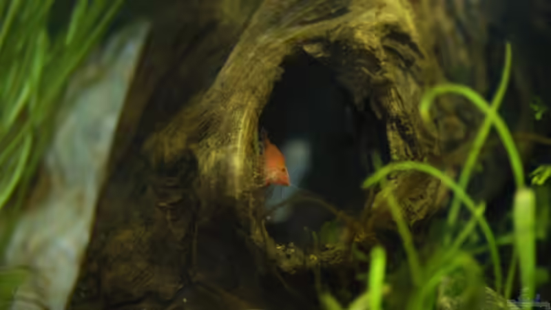 Red Fire von Snubby (10)