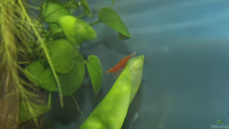 Red Fire von Snubby (9)