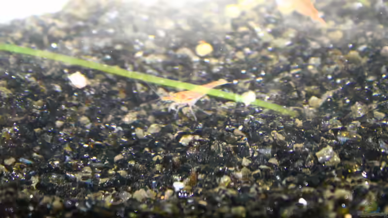 Red Fire von tobsen (7)