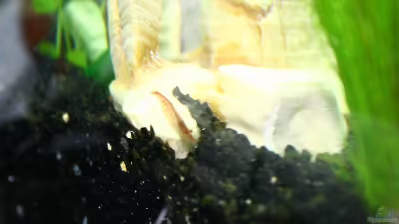 Red Fire von tobsen (8)