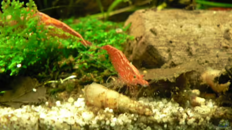 Red Fire von Zapfenmanderl (9)