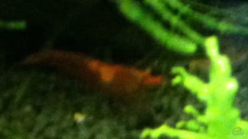 Red Fire von Zarquon (10)