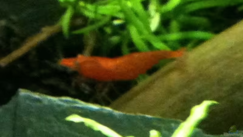 Red Fire von Zarquon (7)