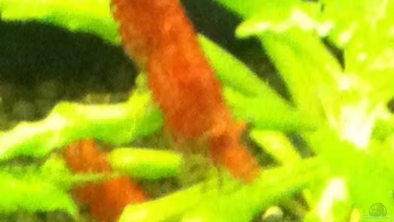 Red Fire von Zarquon (8)