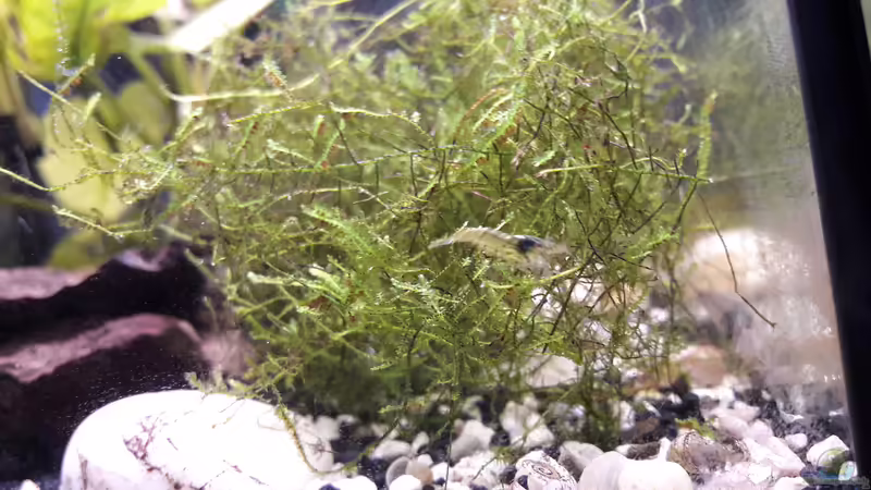 Red Fire von Zuckermaus (7)