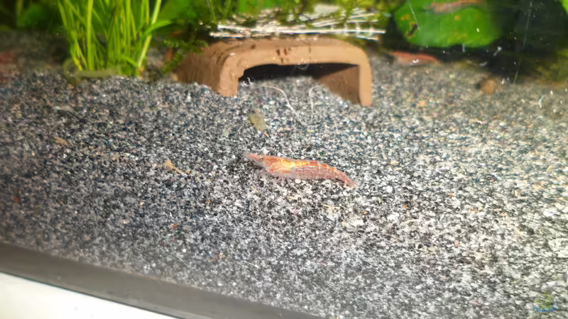 Red Fire Weibchen von Elaria (9)