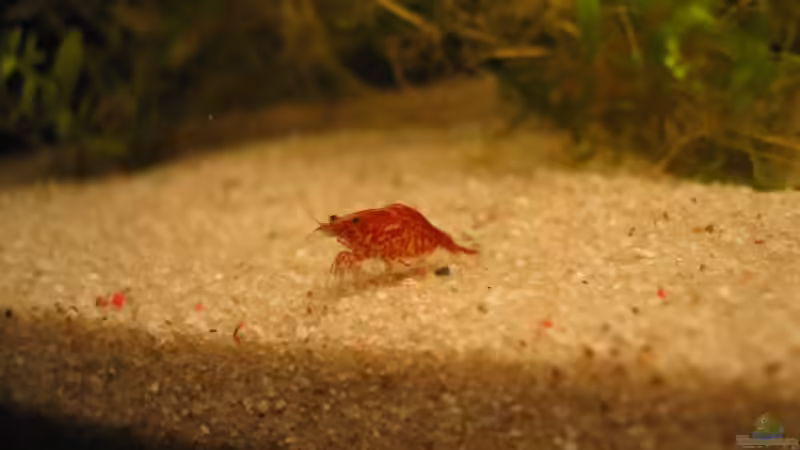 Red-Fire Weibchen von Gerrit Buck (8)