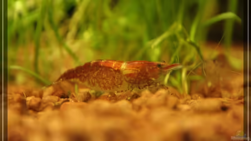 Red Fire Weibchen von Moerser (5)