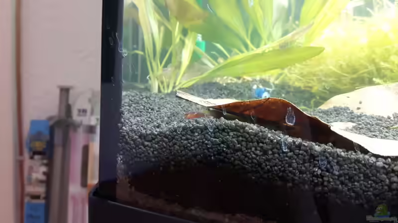 Red Fire Zwerggarele unter Seemandelbaumblatt von Kaddi (12)