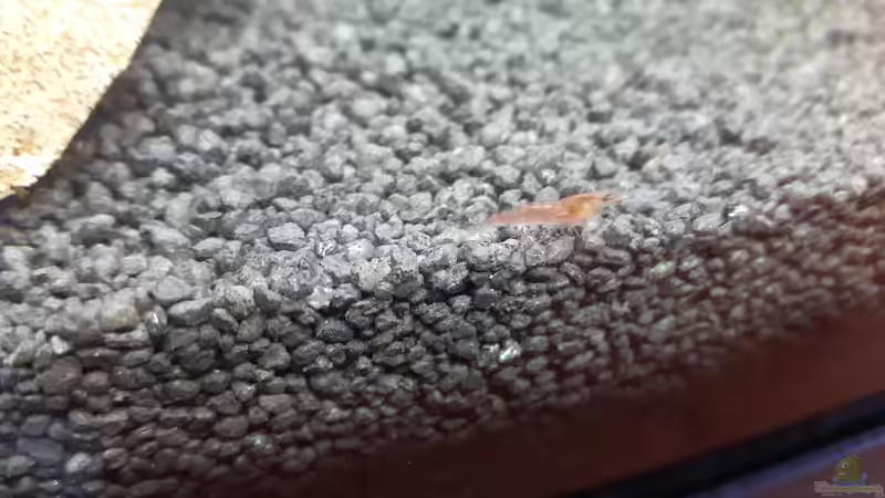 Red Fire Zwerggarnele Nachwuchs von Kaddi (26)