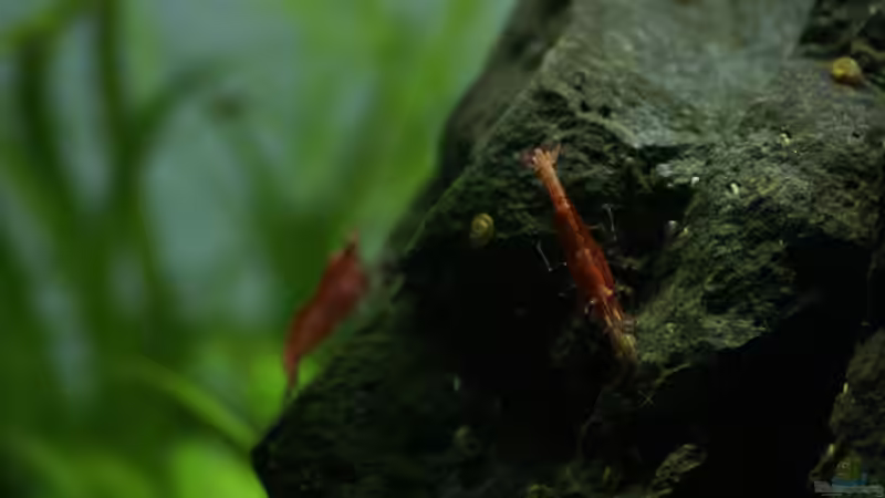 Red Fire Zwerggarnele von Micha... (15)