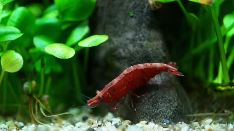 Red Fire Zwerggarnele von Micha... (46)