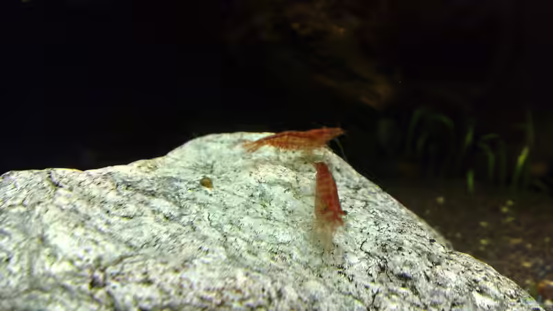 Red-Fire Zwerggarnele von Welslau (28)