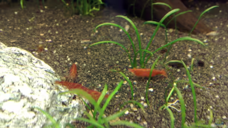 Red-Fire Zwerggarnele von Welslau (29)