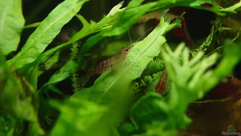 Red Fire Zwerggarnelen von Carsten Gutsche (16)