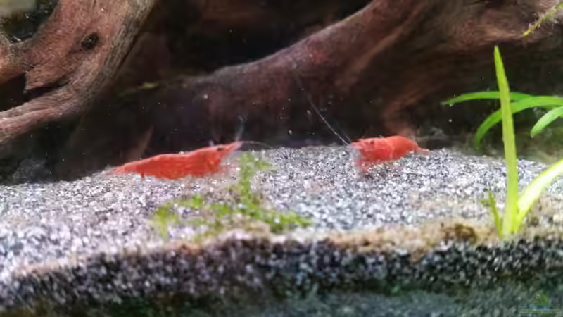 Red Fire Zwerggarnelen von Repona (4)