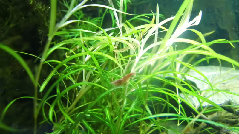 Aquarien mit Red Fire Garnelen (Neocaridina heteropoda)