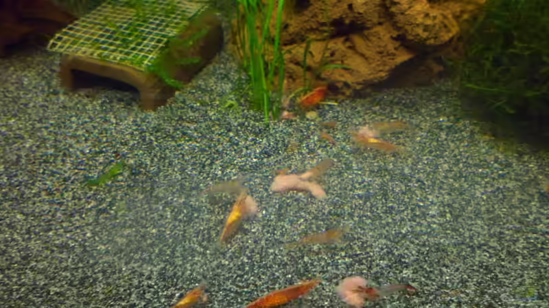 Red Fires beim Fressen von Elaria (8)