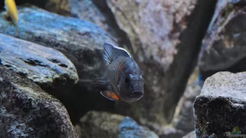 red flush am 29.09.2014 von Marco O. (36)