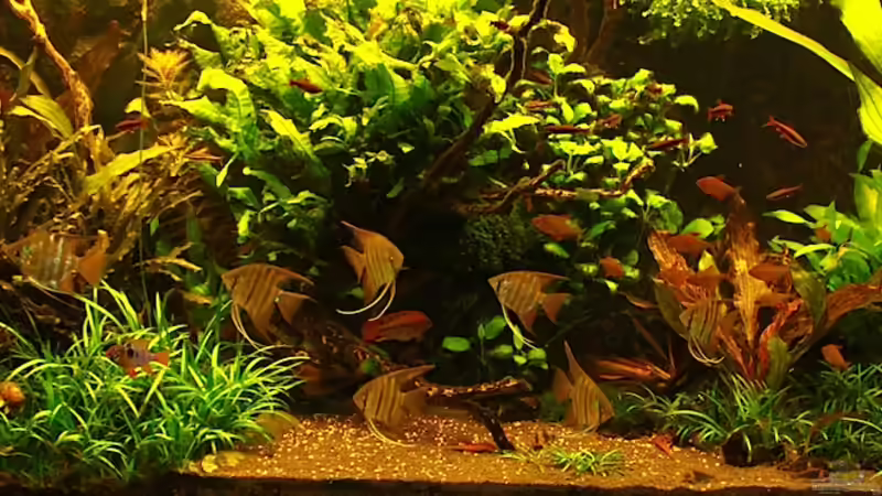 Red-Green-Dream von diveman (1)