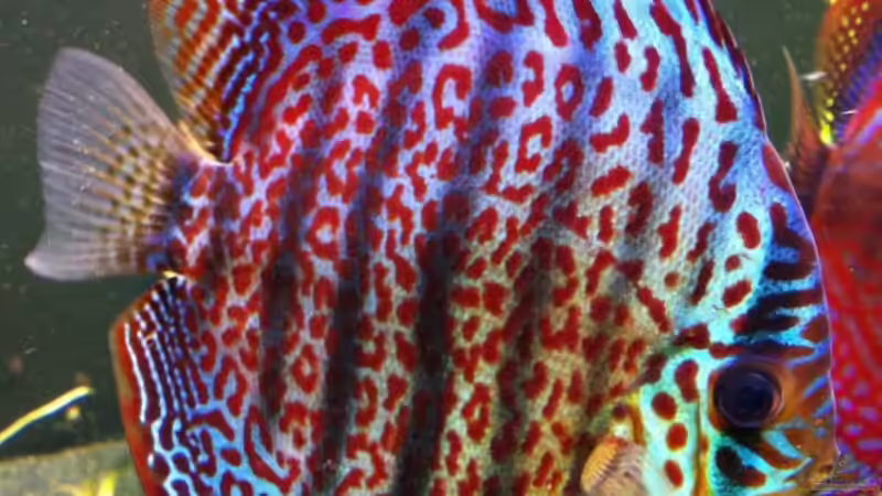 Red Green Spottet 06.10.2011 von Dani B (47)