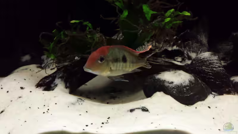 Red Head - Digger von NRW (46)