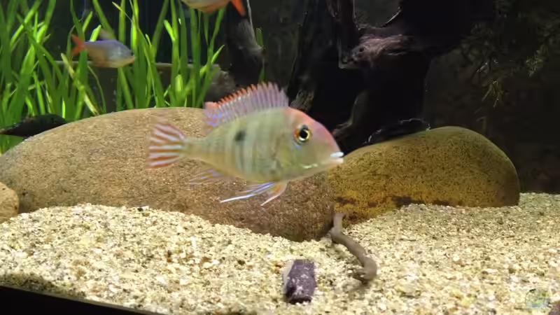 Red Head von Thomas S-H (43)