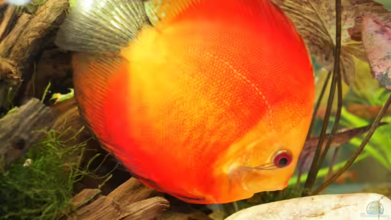 Red Melon von lod (29)