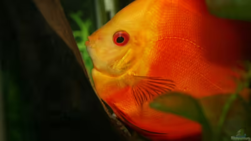 Red Melone eier legen  von Steffen Rübsam (29)