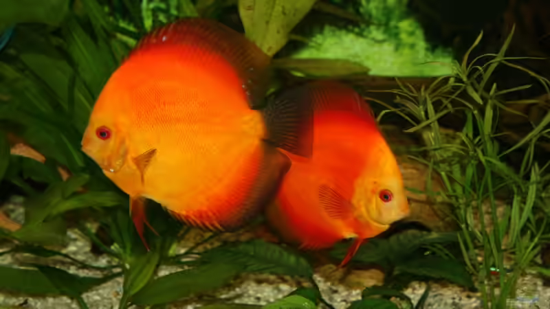 Red Melone Mann und Frau von Steffen Rübsam (34)