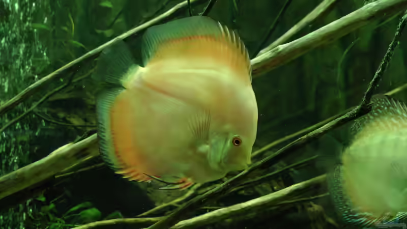 Red Monk, gar nicht rot... von kellerkind (30)