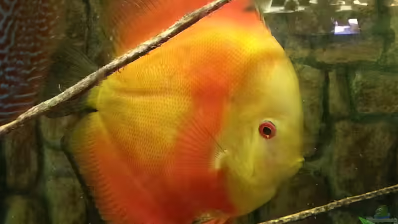 Red Monk von kellerkind (46)