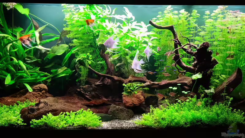 Red Moon von Steve Eichmann (1)