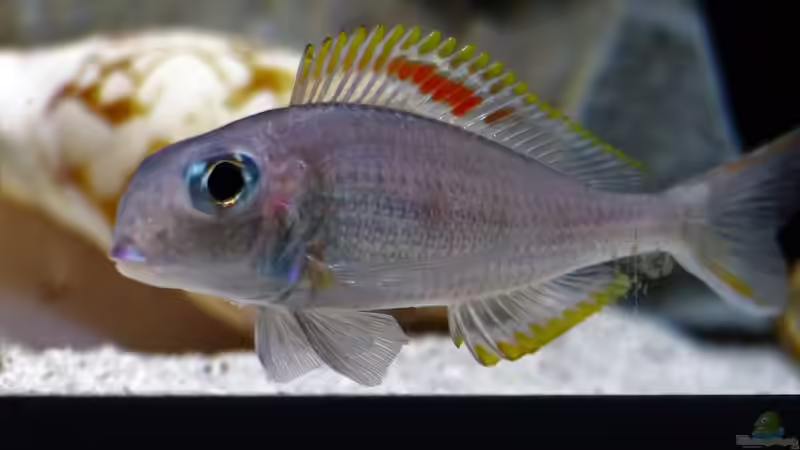 Red Princess  von Martina (34)