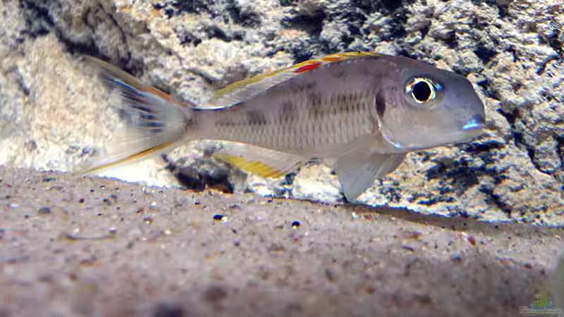 Xenotilapia nigrolabiata im Aquarium (Einrichtungsbeispiele für Xenotilapia red princess)