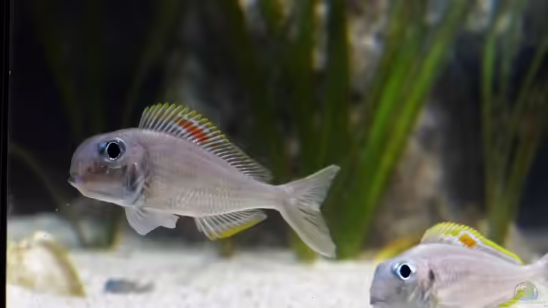 Xenotilapia nigrolabiata im Aquarium (Einrichtungsbeispiele für Xenotilapia red princess)