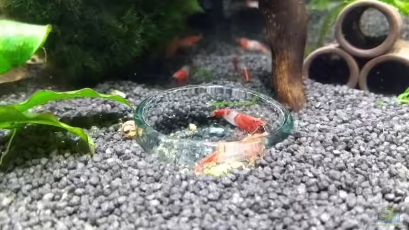 Red rili von Stephy (17)