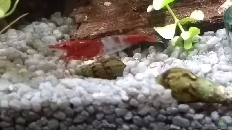 Red rili von Stephy (18)