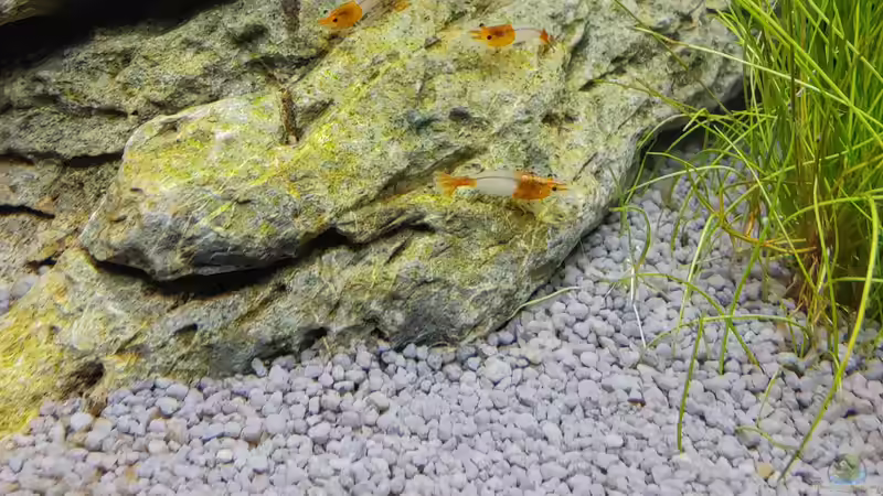 Red Rili von Tobes (6)