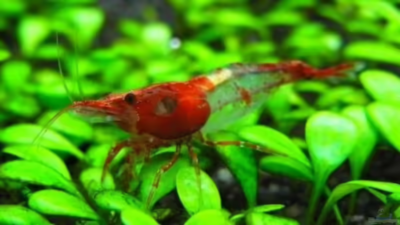 Red Rili Zwerggarnele von YoshiMaus (29)