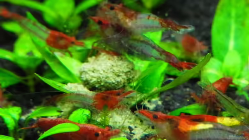 Red Rili Zwerggarnelen von YoshiMaus (31)