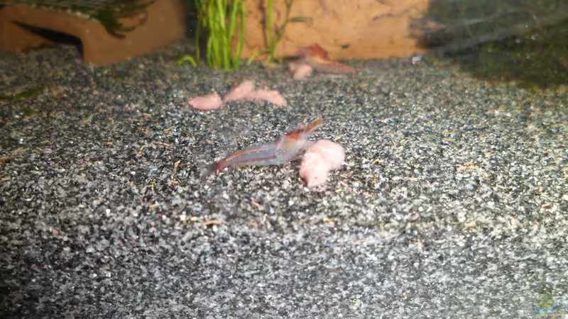 Red Rilli mit leichtem  blaustich von Elaria (10)