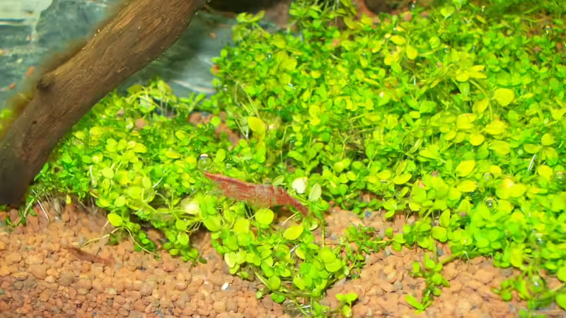 Red rilli von sascha74 (15)