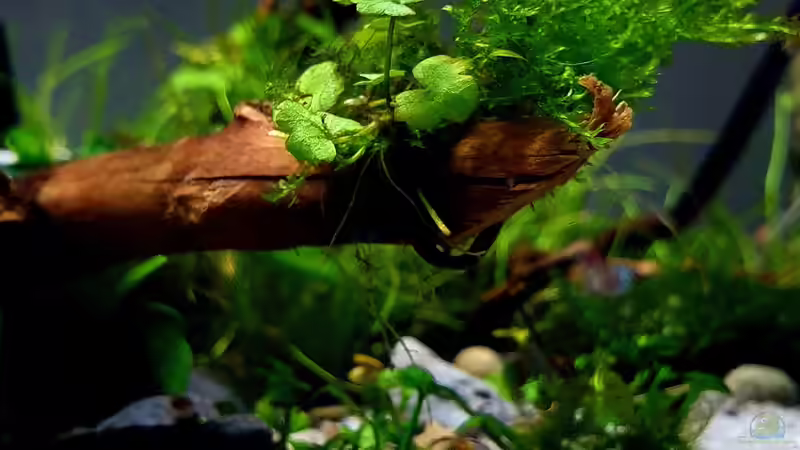 Red rilli Zwerggarnele von Romano E (33)