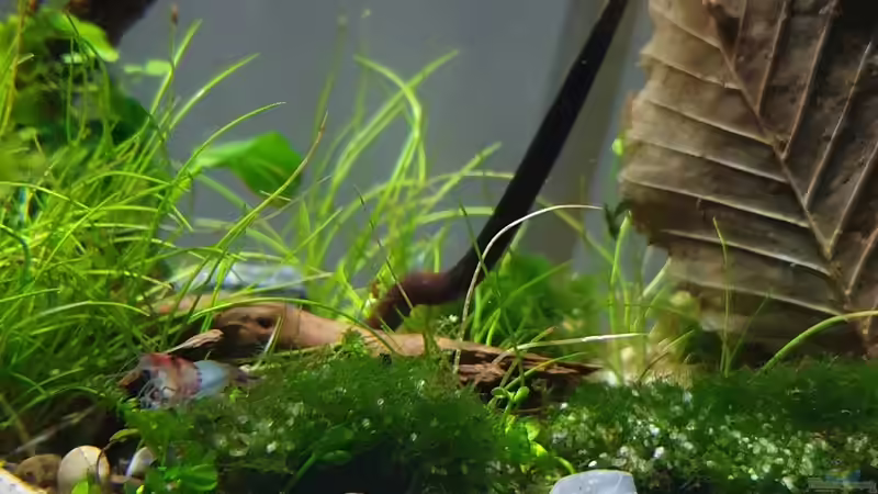 Red rilli Zwerggarnele von Romano E (34)